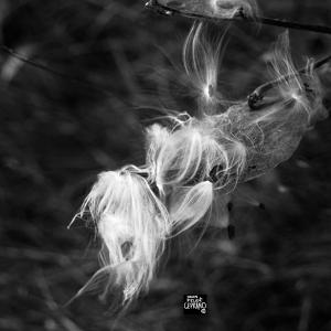 2014_open pods falling