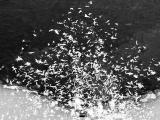 tree flakes-dec 2024