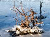 18dec20_floating ice island