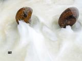 Snow sprites on stone_dec 2025